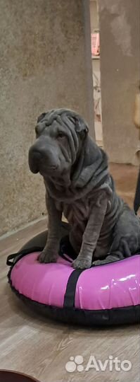 Шарпей в добрые руки