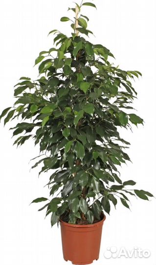 Фикус бенджамина