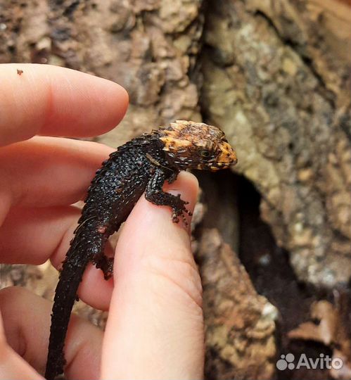 Крокодиловый сцинк (Tribolonotus qracilis)