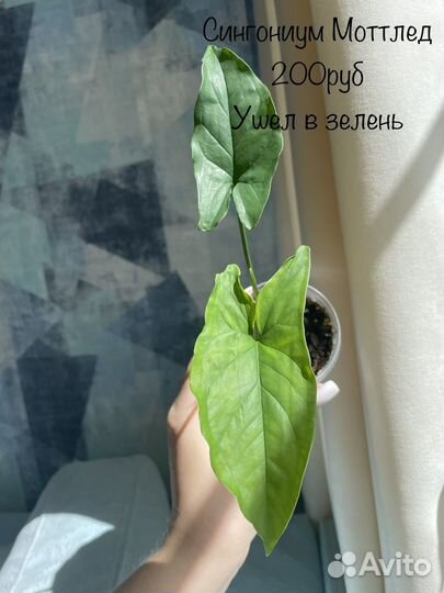 Сингониумы