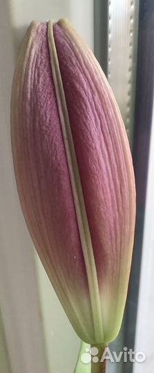 Лилии луковицы