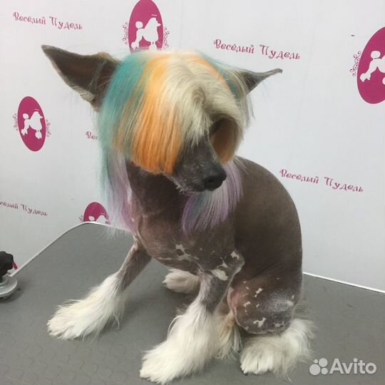 Салон для собак 