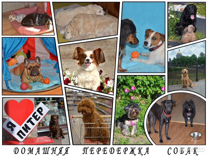 Передержка собак в домашних условиях
