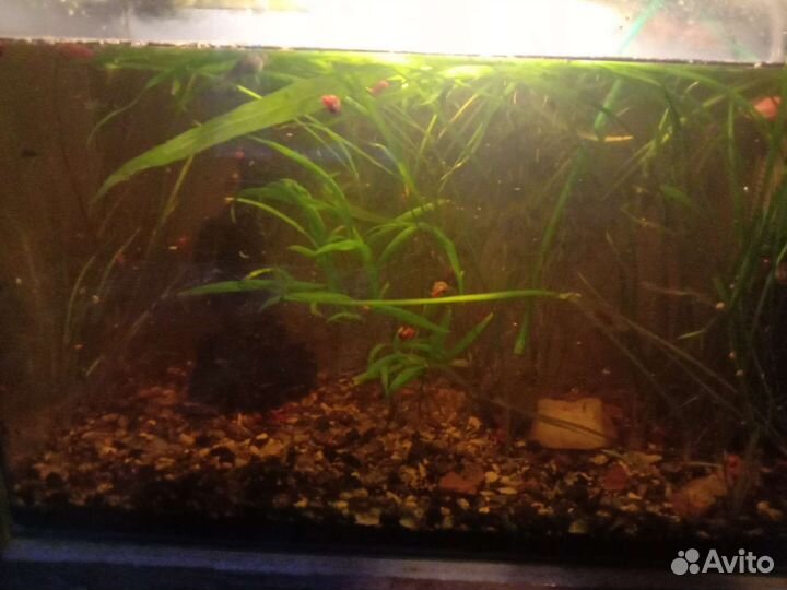 Аквариум, рыбки