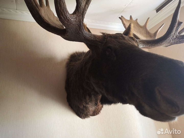 Чучело лося