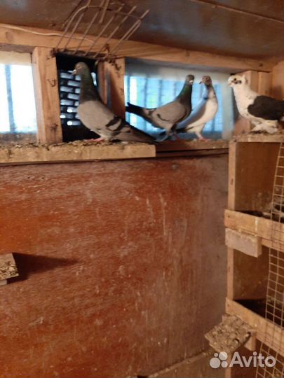 Продаются голуби