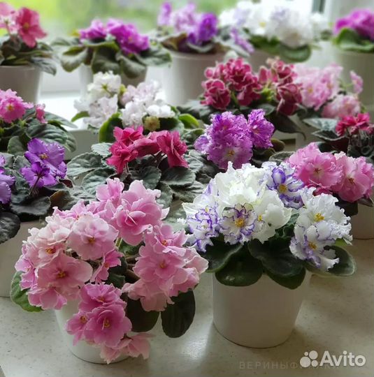 Сортовые фиалки