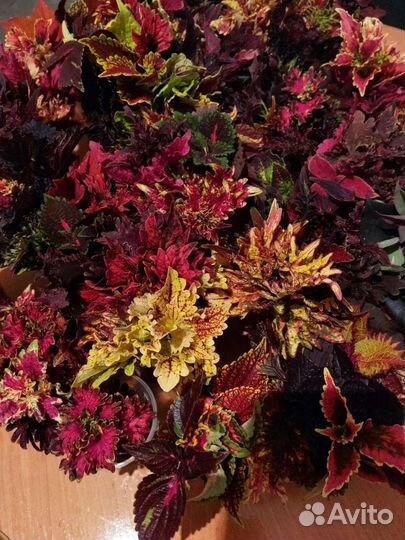 Срезы вегетативных колеусов