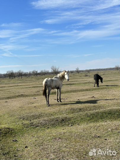 Лошадь жеребец