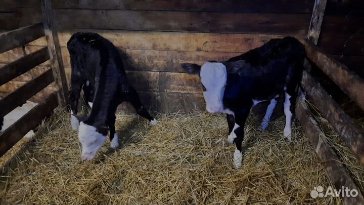 Бычки телята