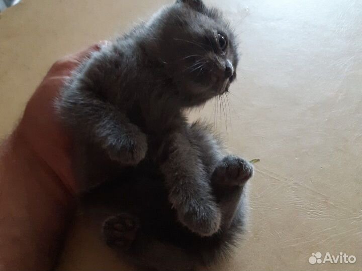 Шотландская вислоухая