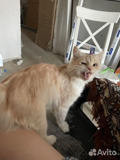 Котенок-девочка в добрые руки бесплатно