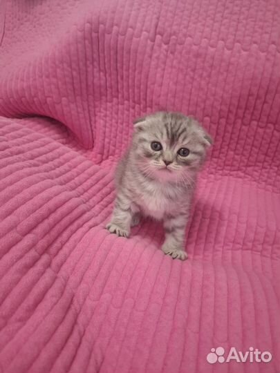 Шотландские вислоухие котята