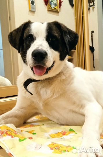 Собака друг