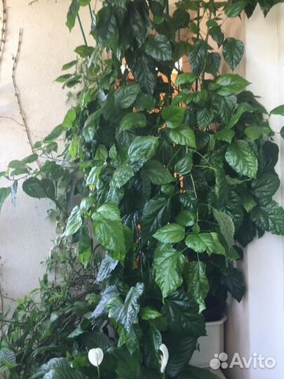 Комнатные цветы