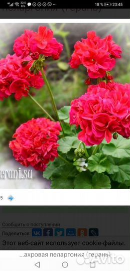 Продам черенки сортовых пеларгоний