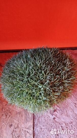 Гвоздика многолетняя, астра альпийская