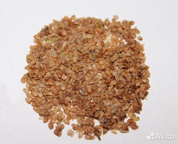 Ботанические семена картофеля