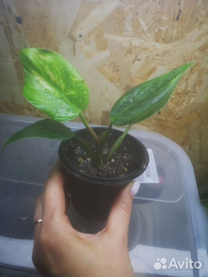 Филодендрон, фиалки