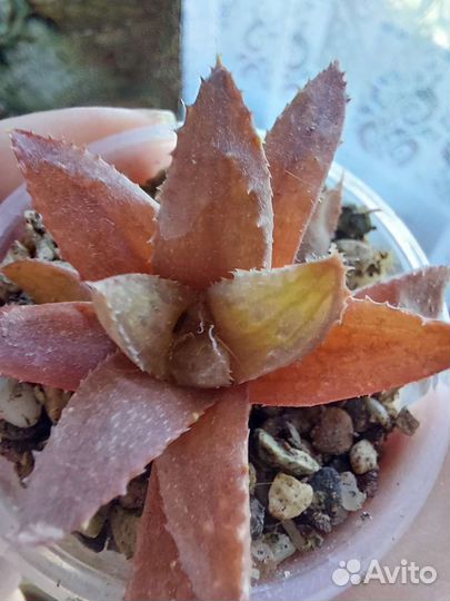 Хавортия симбиформис, купера, травянистая, гастер