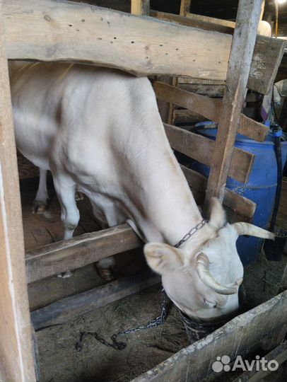 Коровы Телки