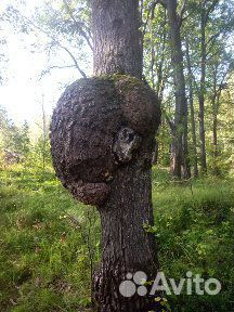 Нарост дерево коап