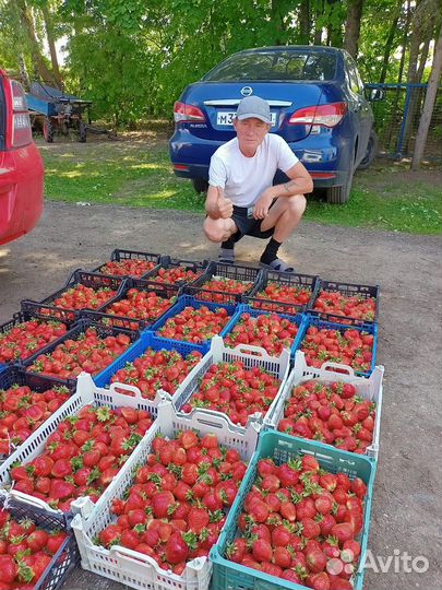 Саженцы для оптовиков и в розницу