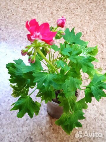 Герань пеларгония цветущее растение