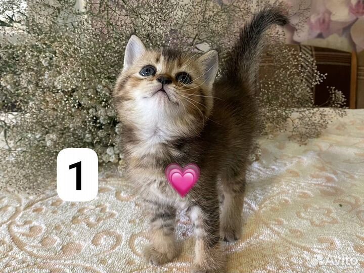 Золотая шиншилла