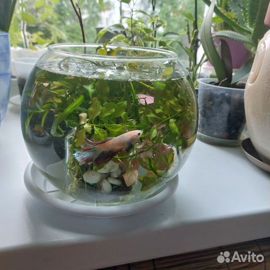 Растения для аквариума прополка