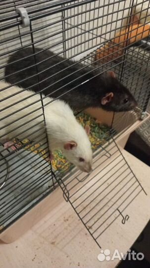 Декоративная крыса дамбо