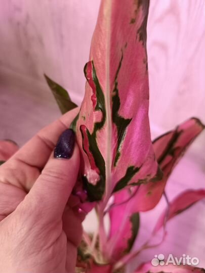 Продам аглаонема кальмар