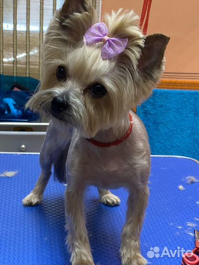 Груминг стрижка кошек и собак