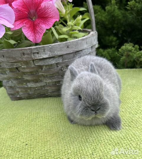Карликовые кролики питомник