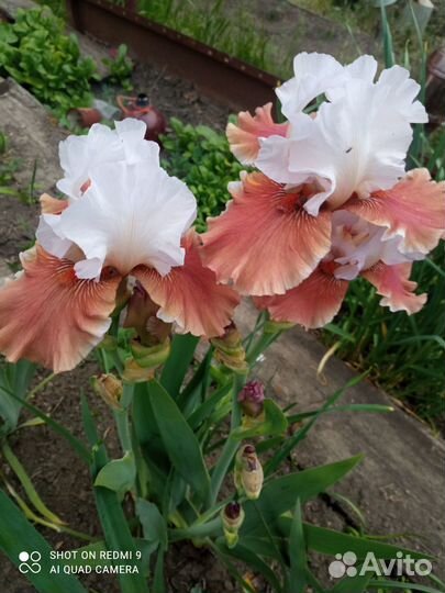 Ирисы гибридные коллекционные