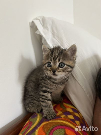 Котенок в добрые руки