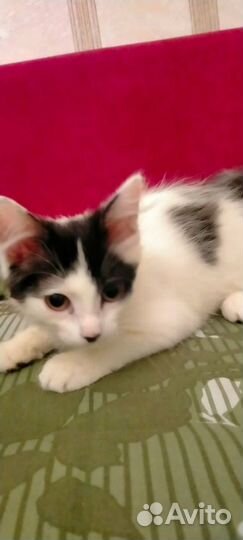 Котята 2,5 мес