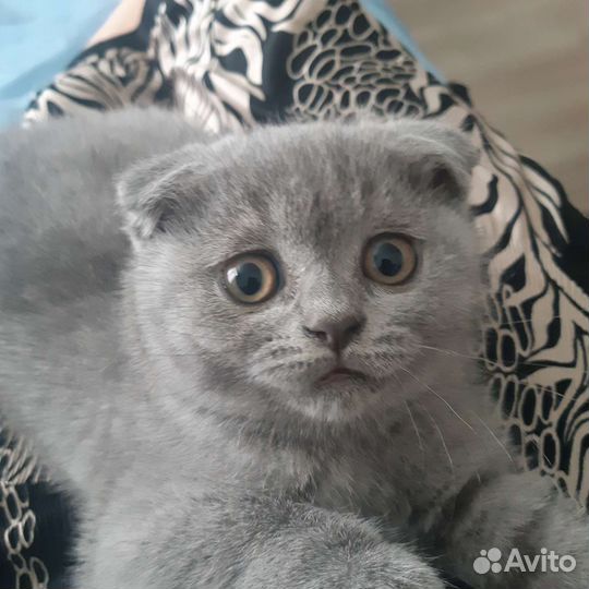 Шотландская вислоухая