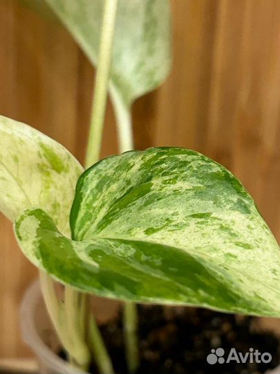 Эпипремнум марбл квин