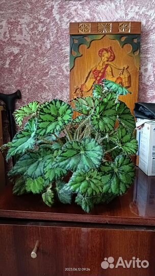 Бегония Бауэра тигровая 3 горшка