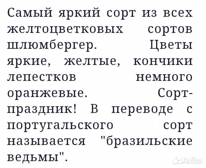 Декабрист шлюмбергера