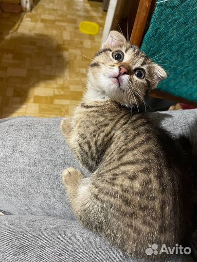 Котенок