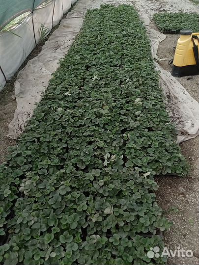 Рассада клубники магнус в касетах