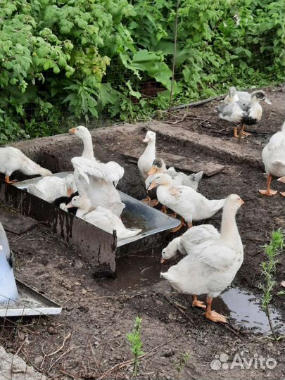 Гуси и утки