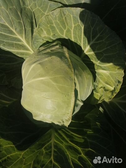 Капуста белокочанная ранняя