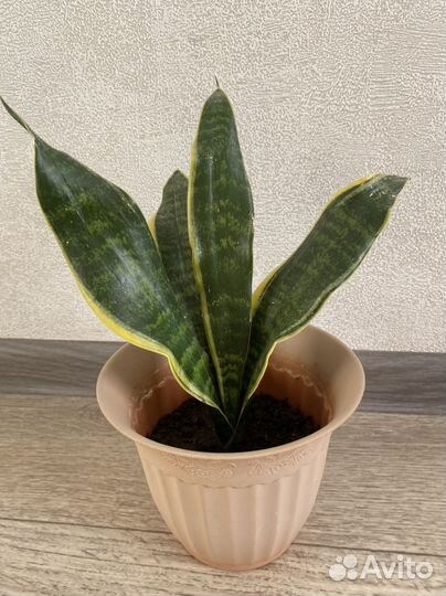 Сансевиерия