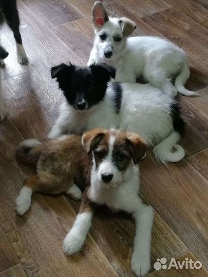 Щенки в добрые руки бесплатно