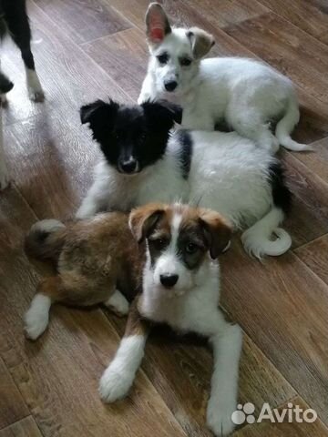 Щенки в добрые руки бесплатно