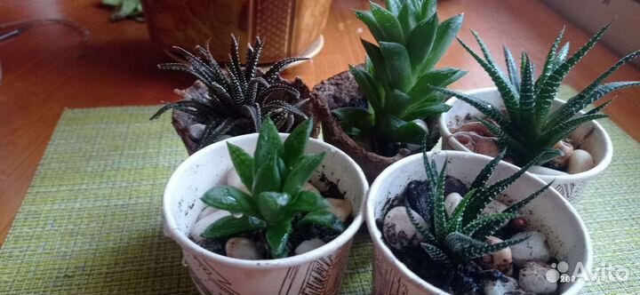 Суккуленты