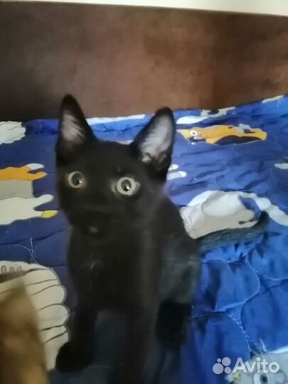 Котенок мальчик